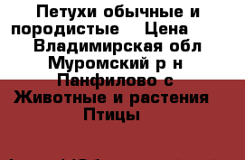 Петухи обычные и породистые. › Цена ­ 350 - Владимирская обл., Муромский р-н, Панфилово с. Животные и растения » Птицы   